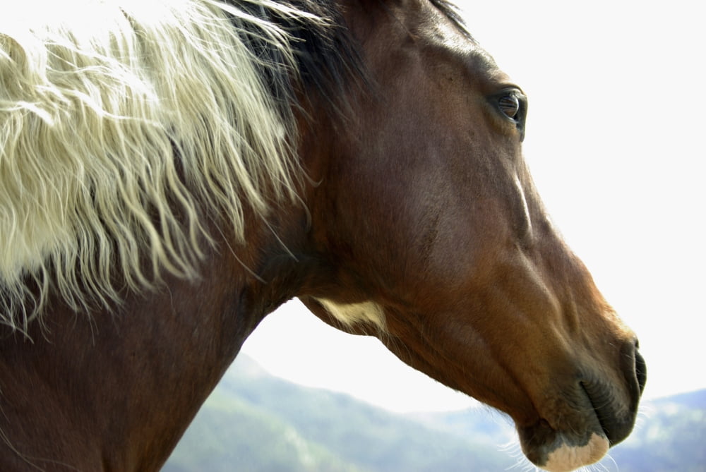 Close-Up Of Brown Pinto Pony With White And Black Mane Canvas Art - Gail Schack Design Pics (34 x 22)