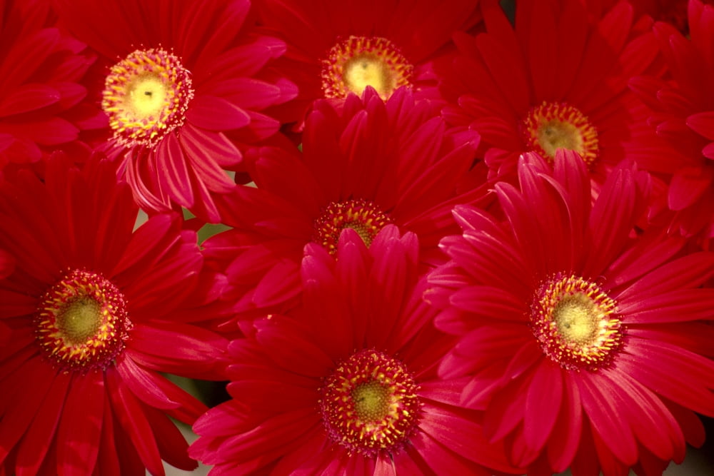 Close-Up Of Bunch Red Daisies With Yellow Centers Canvas Art - Allan Seiden Design Pics (19 x 12)