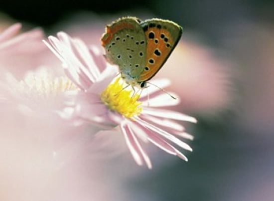Close Up Of Butterfly on Flower on Purple Lavender Canvas Art - Panoramic Images (24 x 18)