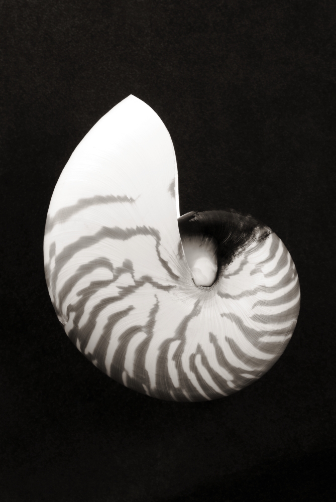 Close-Up Of Chambered Nautilus Shell On Black Background (Sepia Photograph) Canvas Art - Bill Brennan Design Pics (11 x 17)