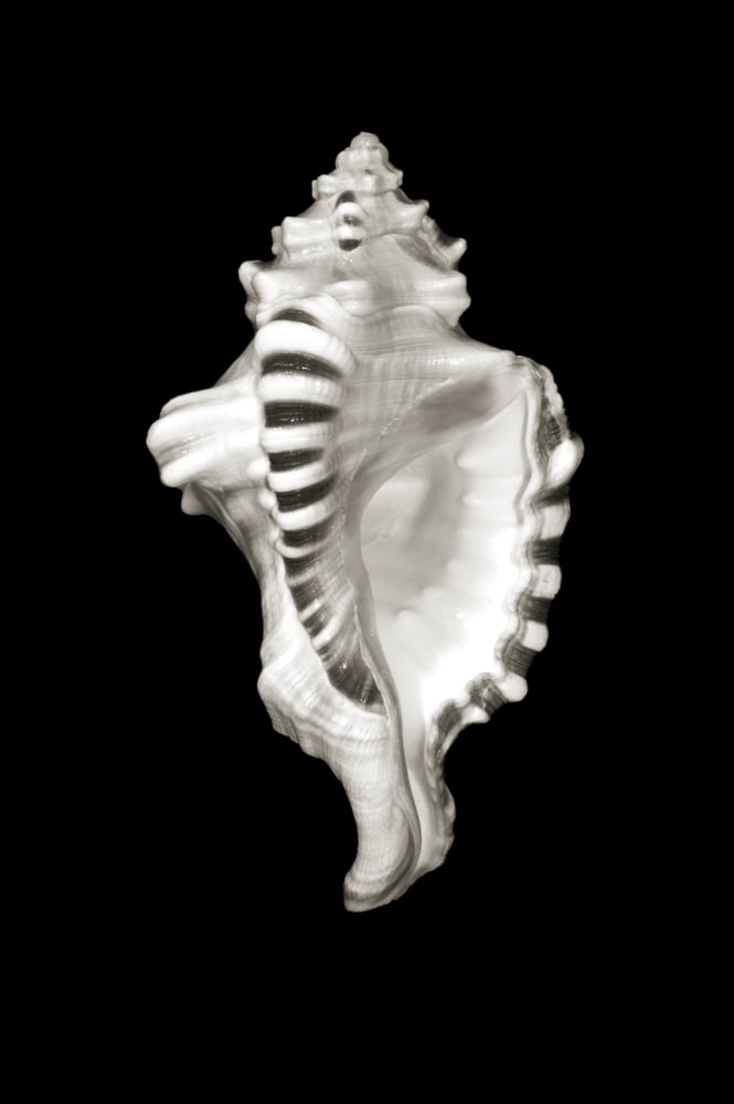 Close-Up Of Conch Shell On Black Background (Sepia Photograph) Canvas Art - Bill Brennan  Design Pics (11 x 17)