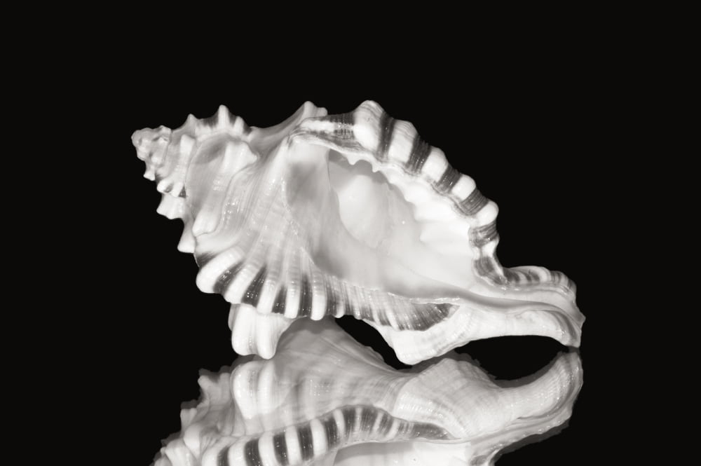 Close-Up Of Conch Shell On Black Background (Sepia Photograph) Canvas Art - Bill Brennan  Design Pics (34 x 22)