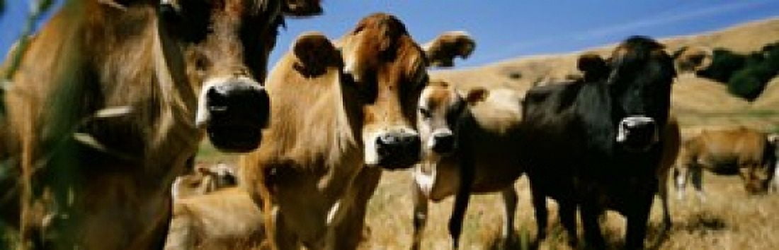 Close Up Of Cows California USA Canvas Art - Panoramic Images (18 x 6)