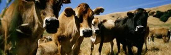 Close Up Of Cows California USA Canvas Art - Panoramic Images (36 x 12)