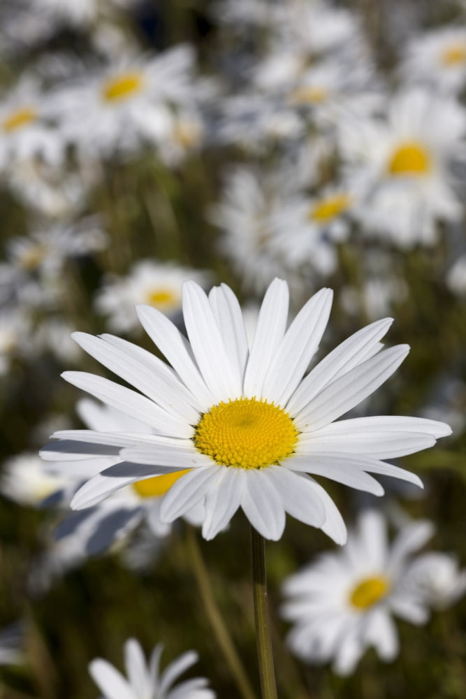Close Up Of Daisies In The Sun Alaska Canvas Art - Hal Gage Design Pics (11 x 17)