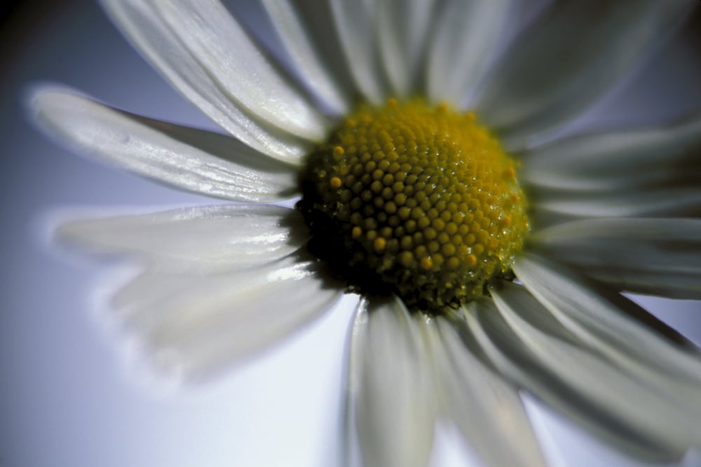 Close Up Of Daisy Bloom Sw Alaska Summer Still LifeNnear King Salmon Canvas Art - Mark Emery Design Pics (17 x 11)