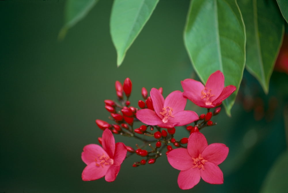 Close-Up Of Deep Dark Pink Blossoms On Tree Leaves A23F Canvas Art - Allan Seiden Design Pics (19 x 12)