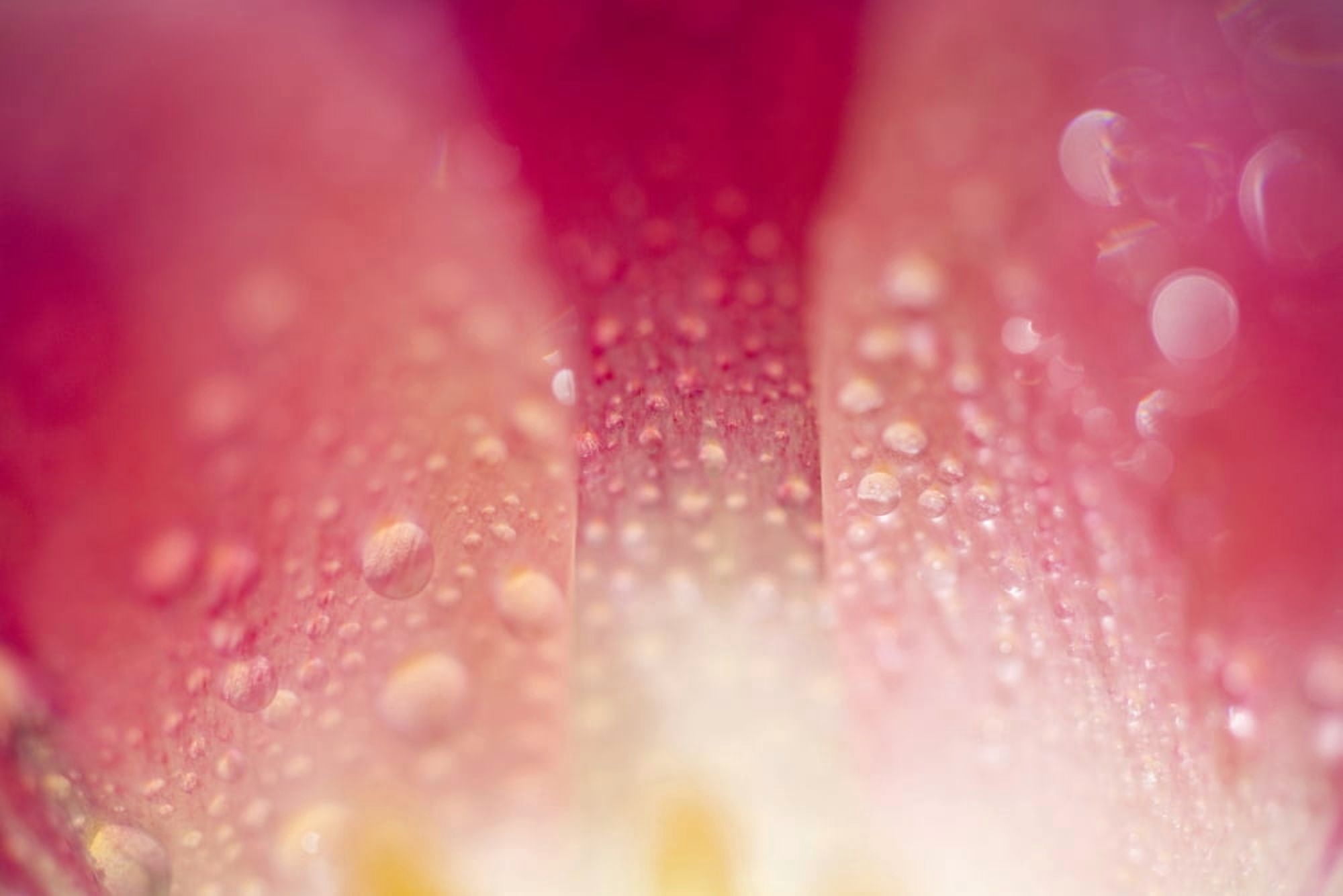 Close Up Of Dew On Tulip Petal Canvas Art - Craig Tuttle Design Pics (20 x 13)