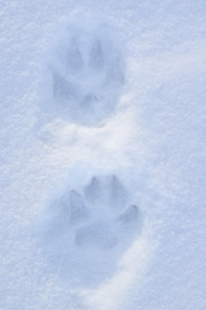 Close Up Of Dog Paw Tracks On Snow Winter Alaska Sc Canvas Art - Gina Bringman Design Pics (11 x 17)
