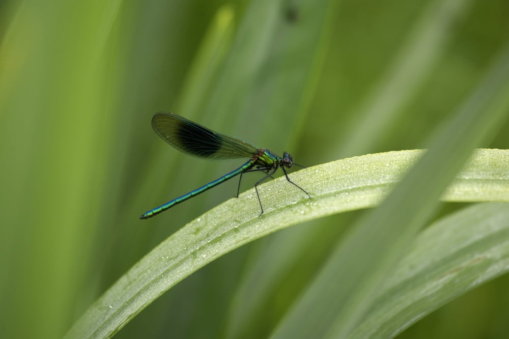 Close-Up Of Dragonfly Perched On Leaf Canvas Art - Peter McCabe Design Pics (34 x 22)