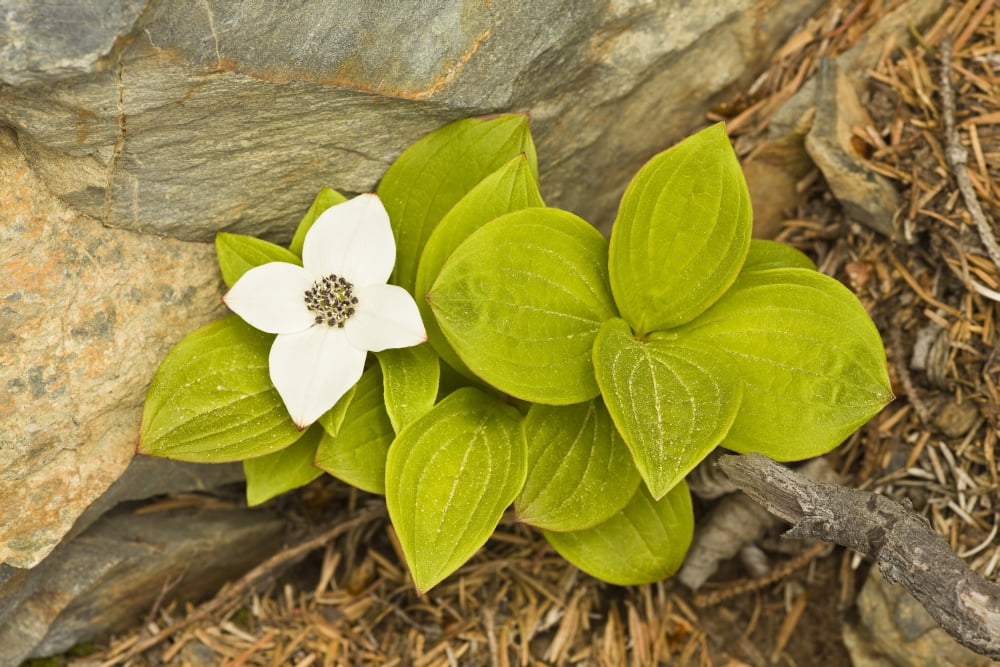 Close Up Of Dwarf Dogwood At Lowell Point Near Seward Kenai Peninsula Southcentral Alaska Spring Canvas Art - Ray Bulson Design Pics (38 x 24)