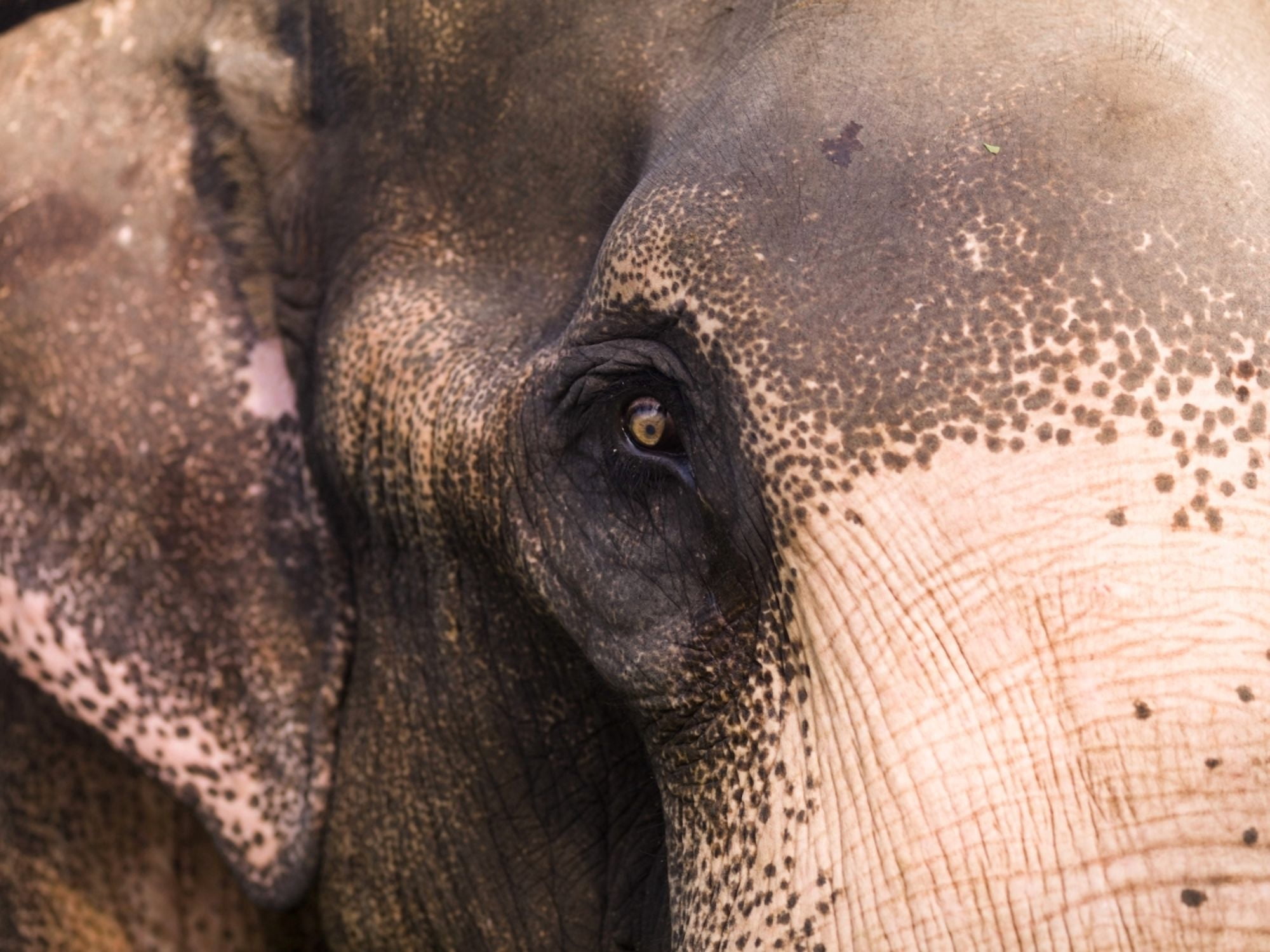 Close Up Of Elephant Canvas Art - Keith Levit Design Pics (36 x 26)