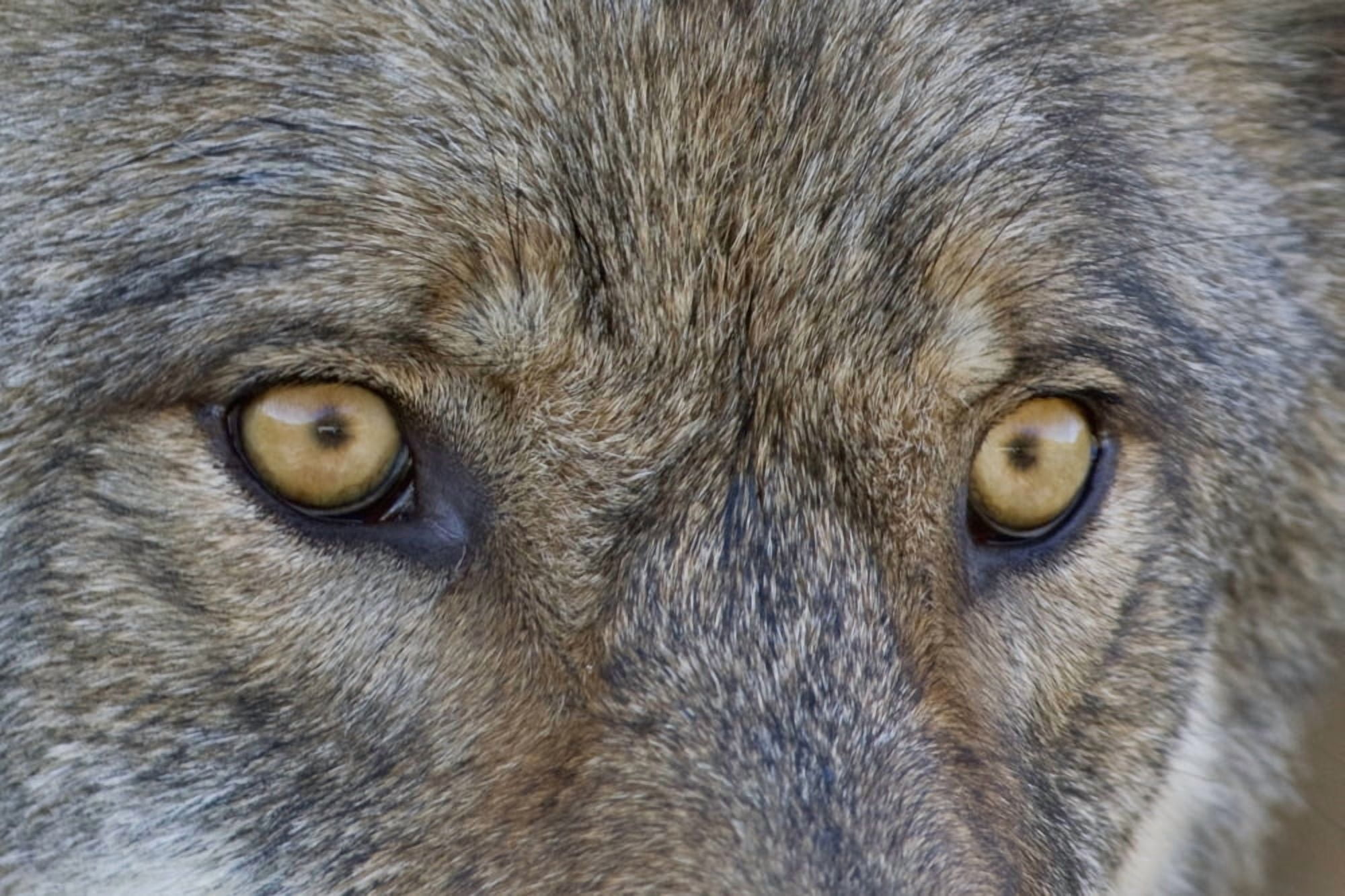 Close Up Of Face And Eyes Of A Gray Wolf Denal National Park Interior Alaska Autumn Canvas Art - Milo Burcham Design Pics (38 x 24)