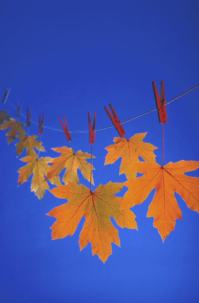 Close-Up Of Fall Colored Maple Leaves On Clothesline Nin Studio Canvas Art - Kevin Smith Design Pics (12 x 19)