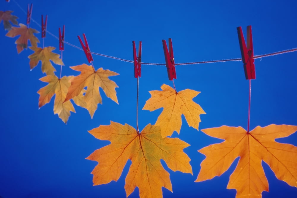 Close-Up Of Fall Colored Maple Leaves On Clothesline Nin Studio Canvas Art - Kevin Smith  Design Pics (19 x 12)