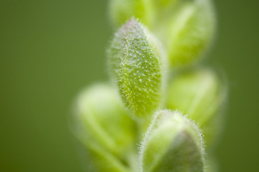 Close-Up Of Flower Buds Canvas Art - Craig Tuttle Design Pics (20 x 13)