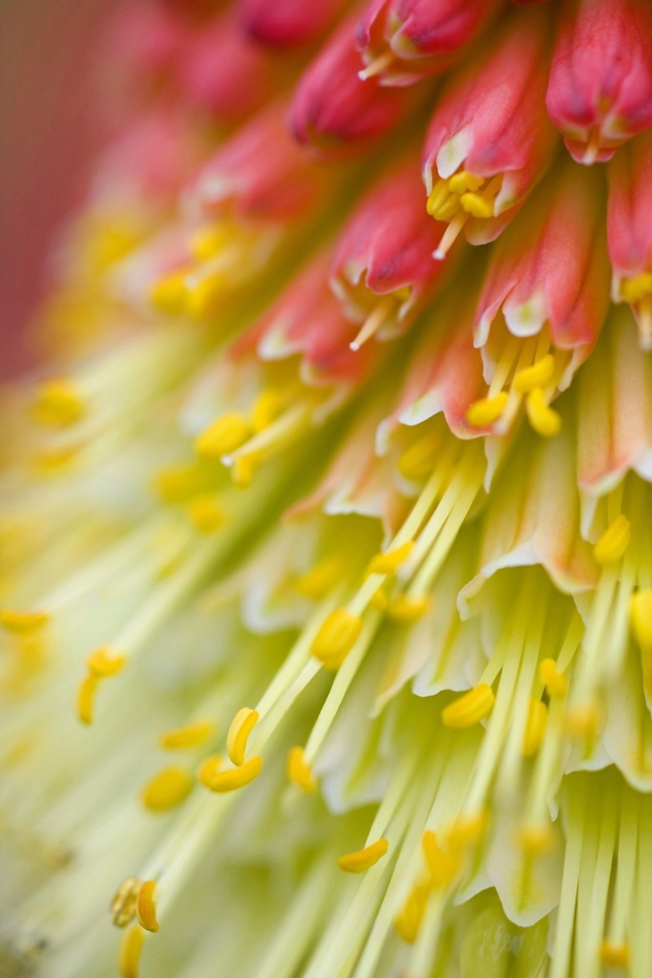 Close Up Of Flower Stamen Canvas Art - Craig Tuttle Design Pics (13 x 20)