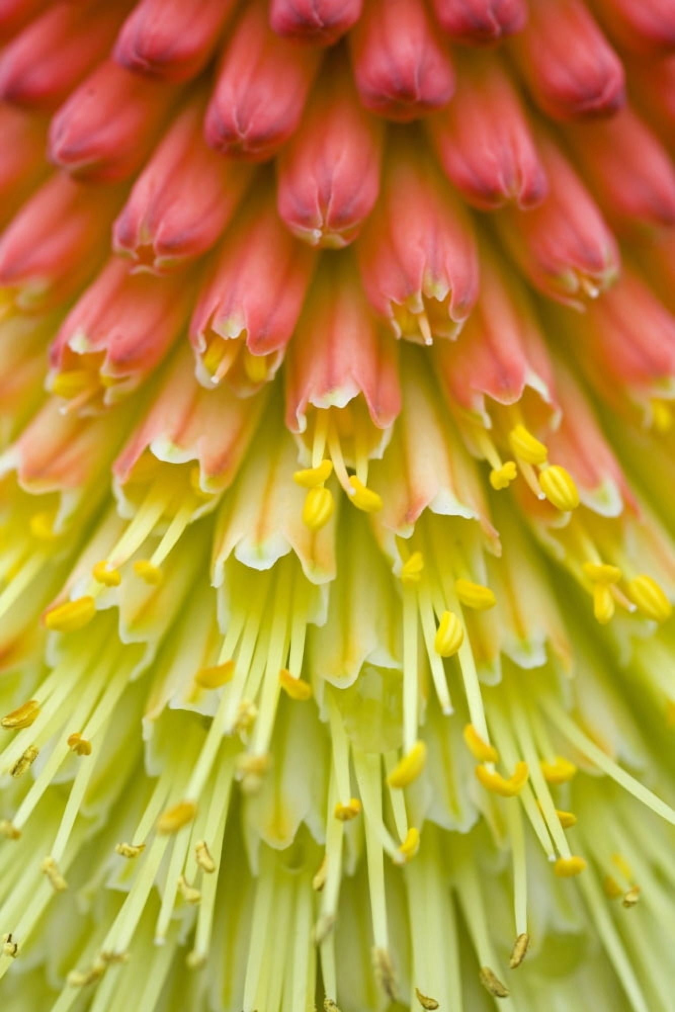 Close Up Of Flower Stamen Canvas Art - Craig Tuttle Design Pics (13 x 20)