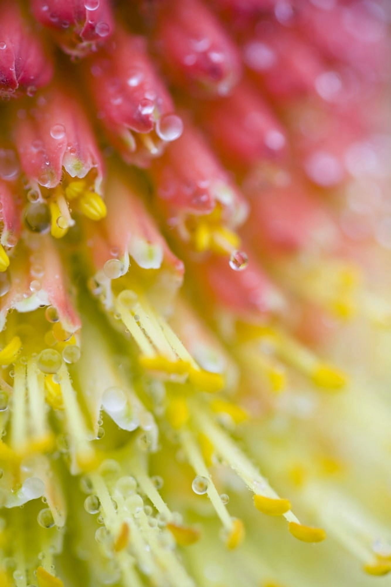 Close Up Of Flower Stamen Canvas Art - Craig Tuttle Design Pics (13 x 20)