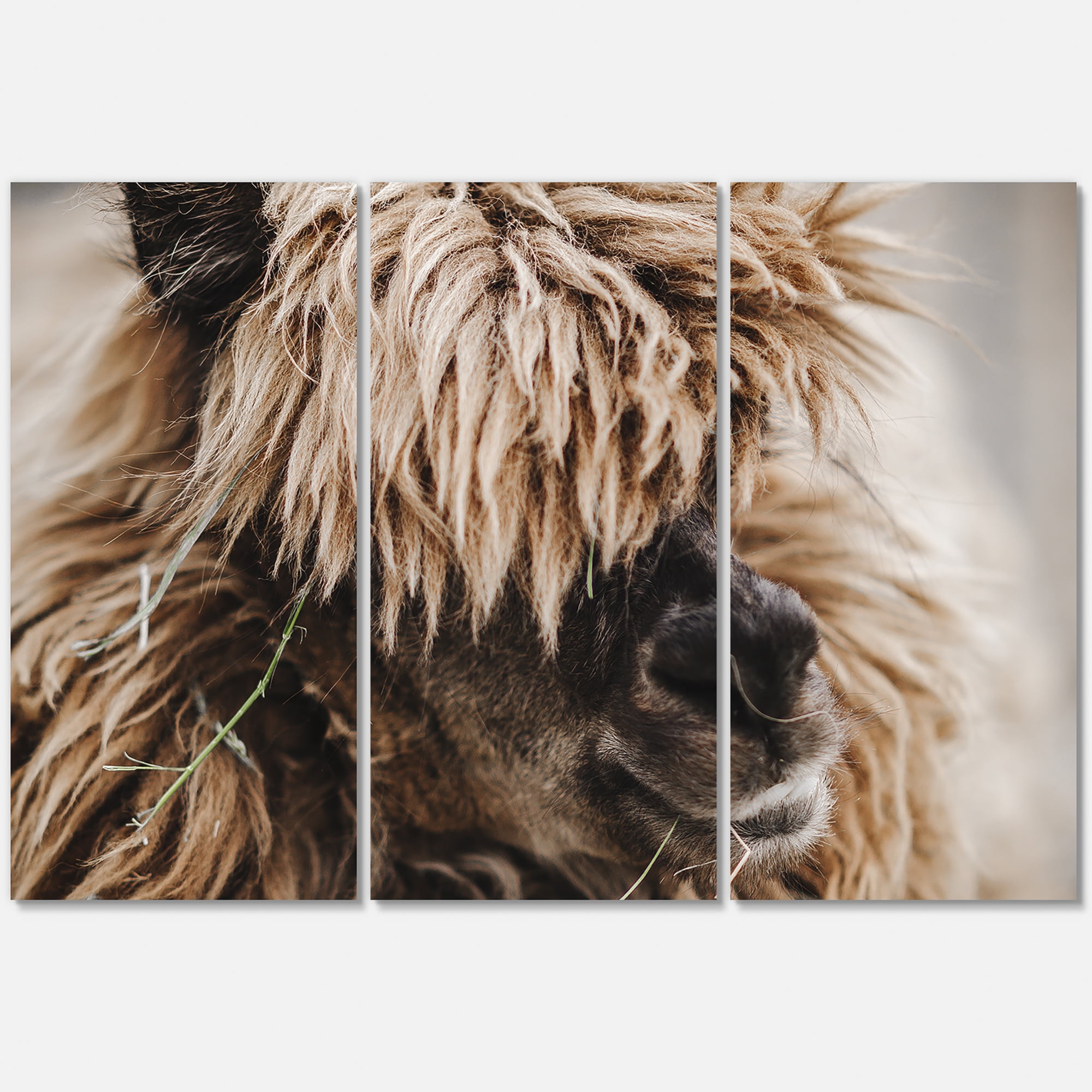 Close Up Of Fluffy Curly Alpaca 28 in x 36 in Photography Canvas Art Print, by Designart