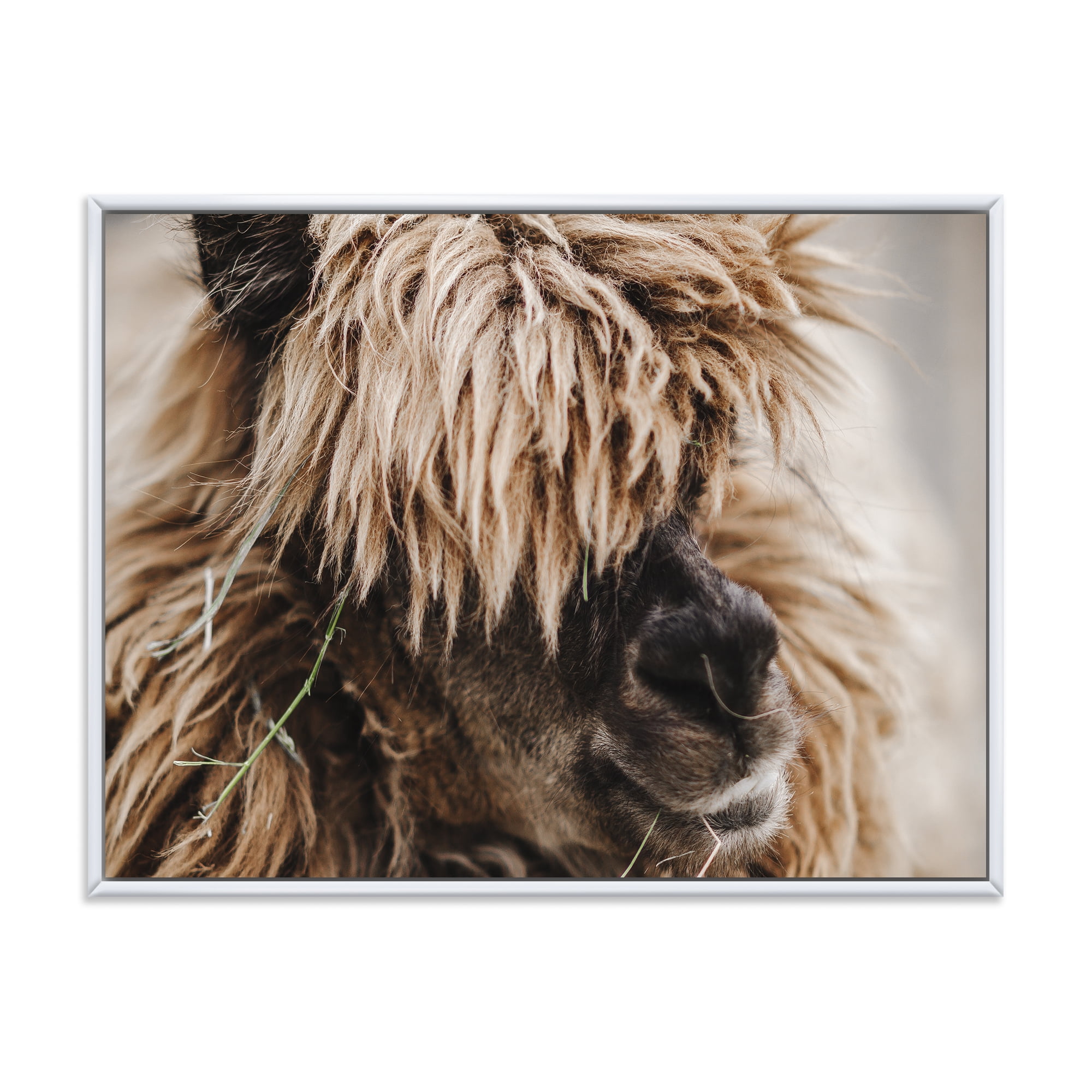 Close Up Of Fluffy Curly Alpaca 32 in x 24 in Framed Photography Canvas Art Print, by Designart