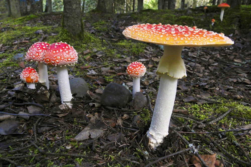 Close Up Of Fly Agaric Mushrooms In The Forest Understory Alaska Canvas Art - Ron Sanford Design Pics (17 x 11)