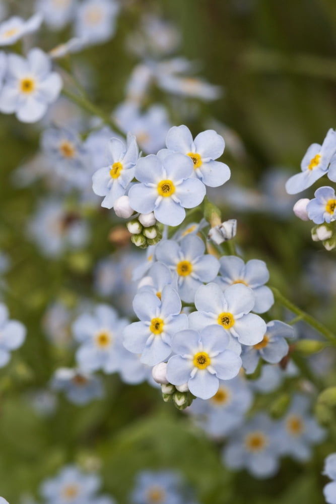 Close Up Of Forget Me Not Alaskas State Flower Girdwood Southcentral Alaska Summer Canvas Art - Ken Baehr Design Pics (24 x 38)