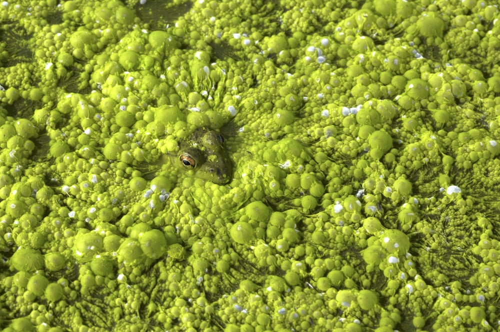 Close-Up Of Frog In Slimy Green Pond Georgian Bay Ontario Canada Canvas Art - Peter Van Rhijn Design Pics (17 x 11)