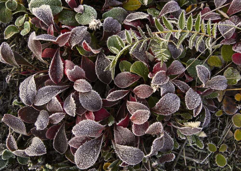 Close Up Of Frost Covered Plants Of The Tundra Denali National Park Alaska Canvas Art - Ron Sanford Design Pics (17 x 12)