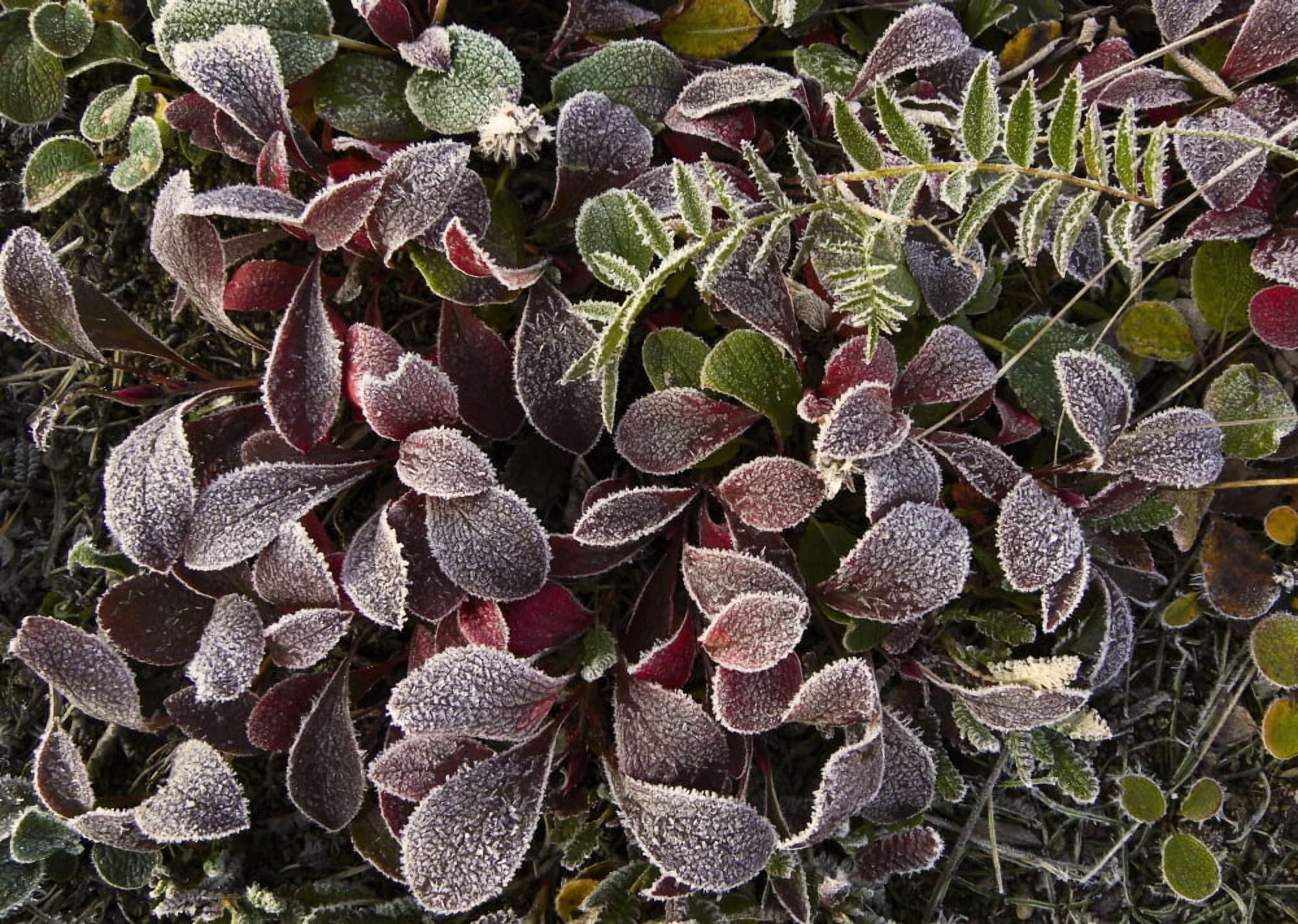 Close Up Of Frost Covered Plants Of The Tundra Denali National Park Alaska Canvas Art - Ron Sanford Design Pics (34 x 24)