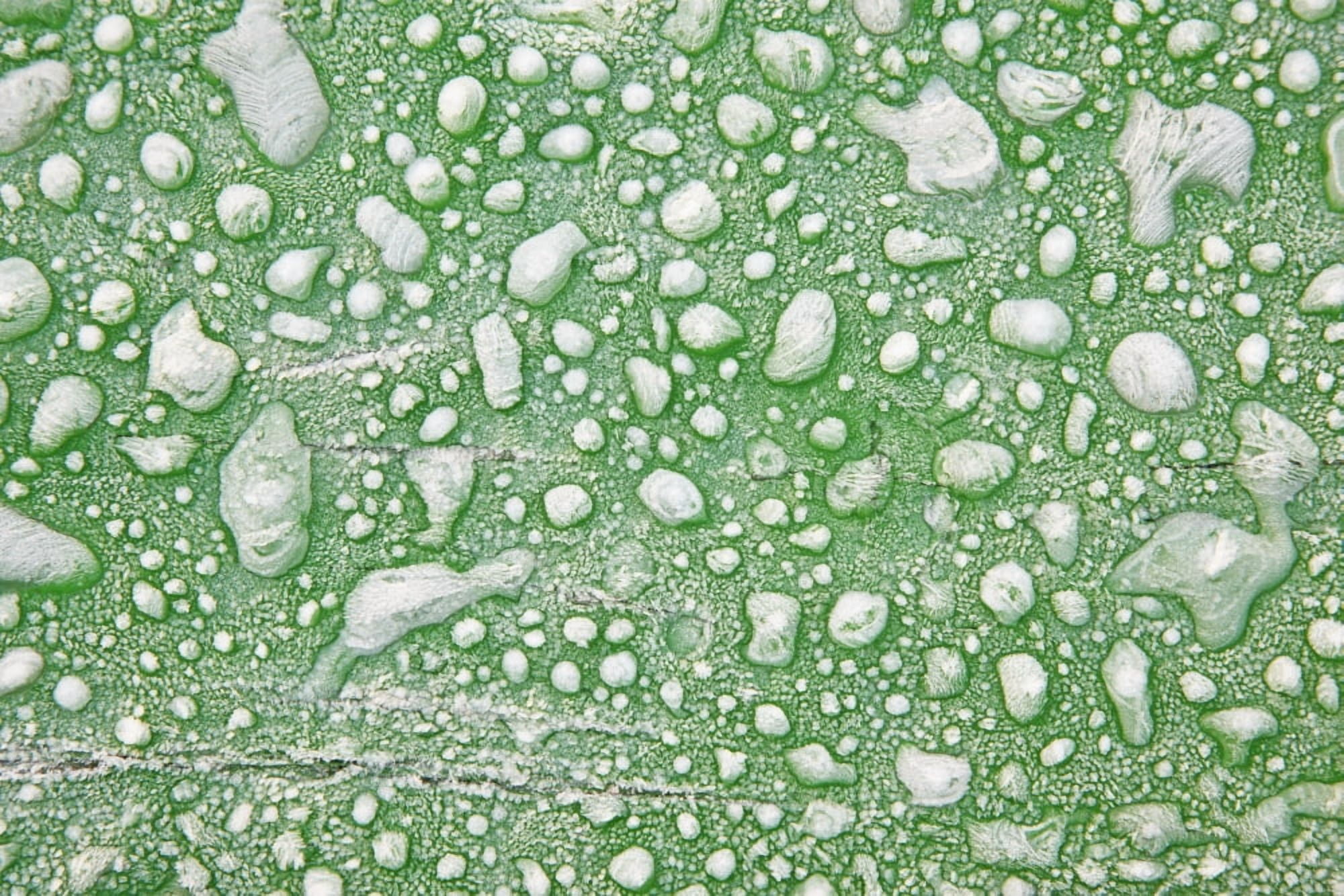 Close-Up Of Frost On Picnic Table At Wooden Shoe Tulip Farm Woodburn Oregon Canvas Art - Craig Tuttle Design Pics (38 x 24)