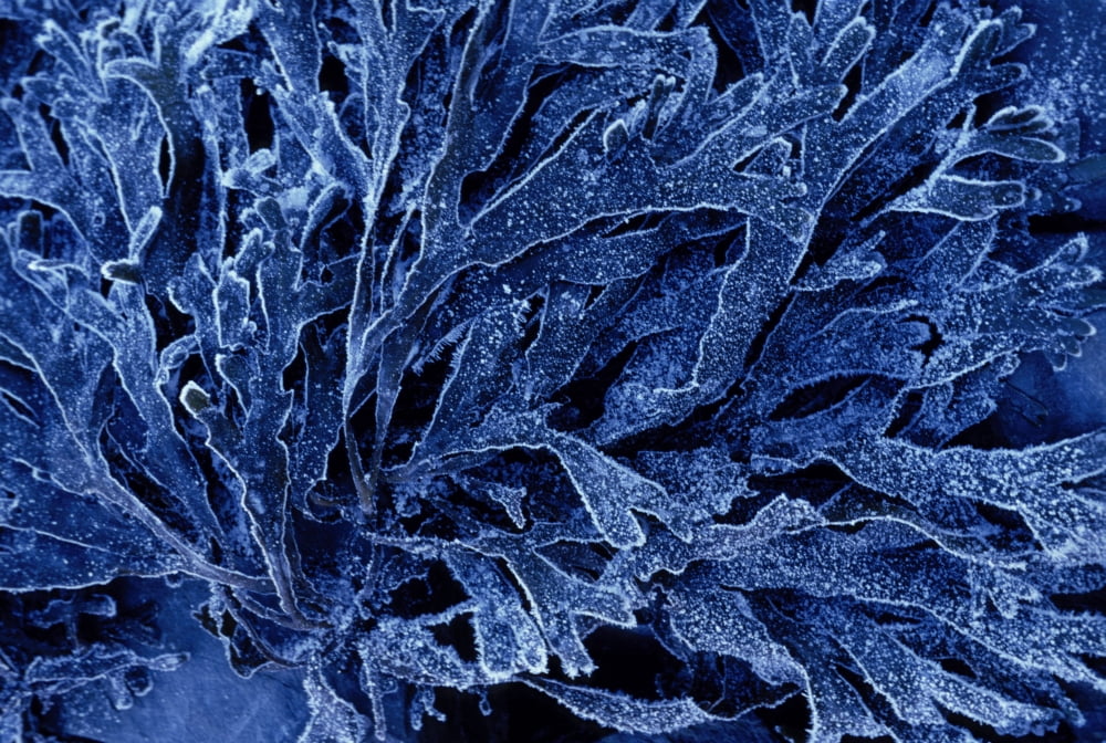 Close Up Of Frosted Kelp Plant Alaska Winter Canvas Art - Hal Gage Design Pics (34 x 22)
