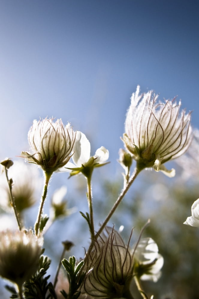 Close-Up Of Fuzzy White Flowers Reaching Toward Bright Sky Canvas Art - Ray Laskowitz Design Pics (11 x 17)