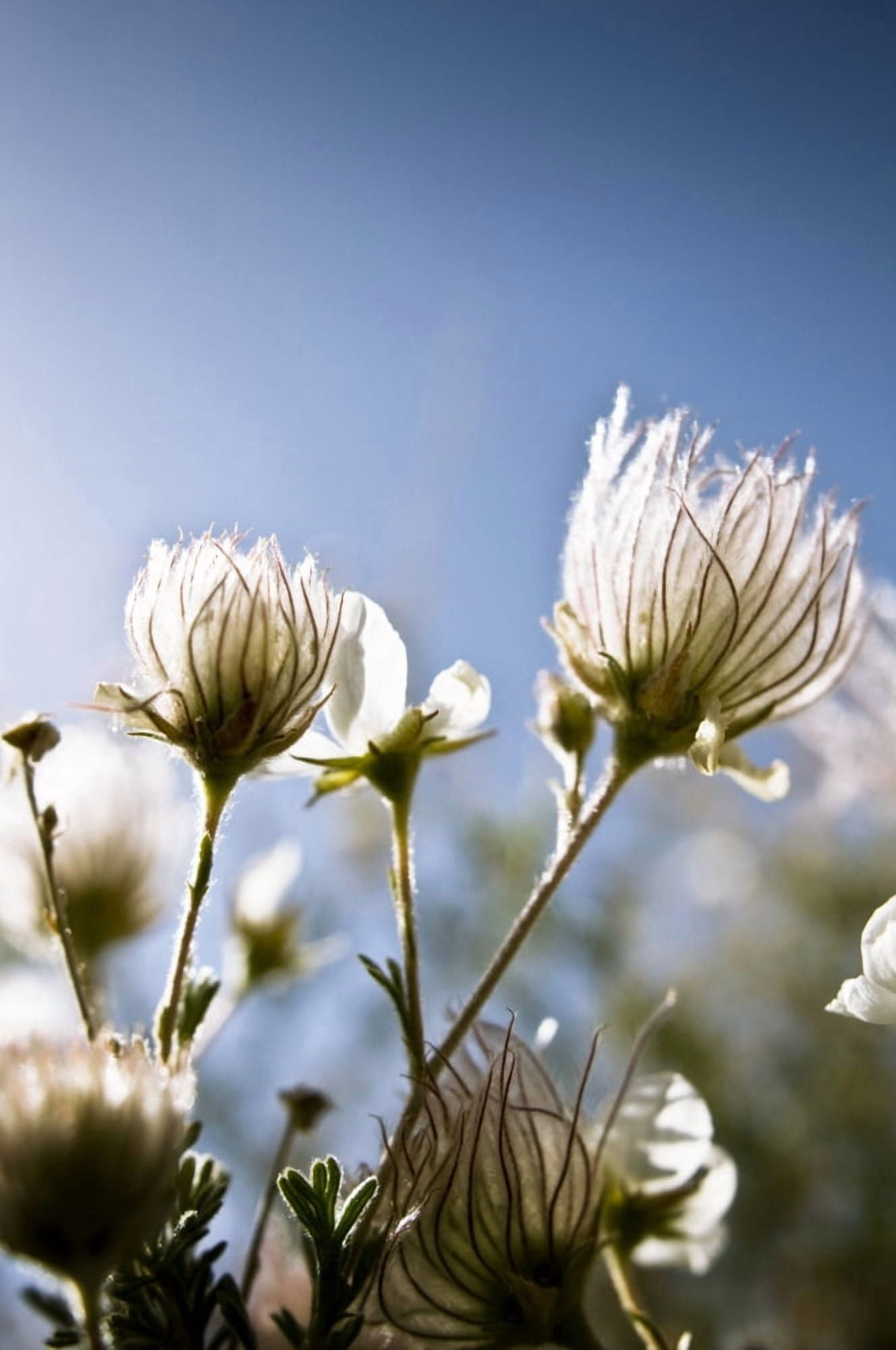 Close-Up Of Fuzzy White Flowers Reaching Toward Bright Sky Canvas Art - Ray Laskowitz Design Pics (22 x 34)