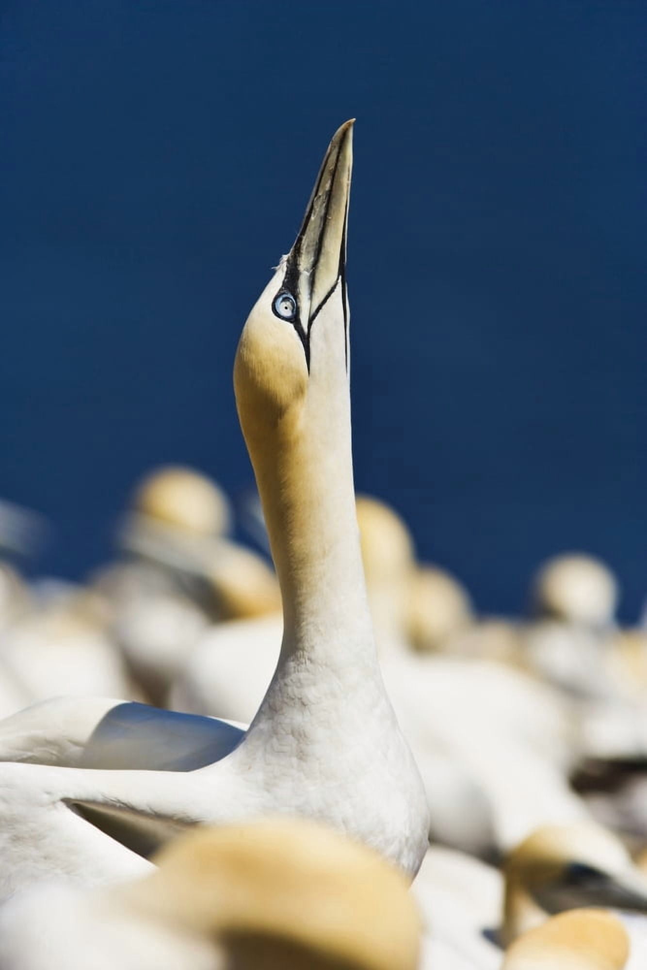 Close-Up Of Gannet Parc National De Liile-Bonaventure-Et-Du Rocher-Perce Gaspesie Quebec Canvas Art - Yves Marcoux Design Pics (11 x 17)