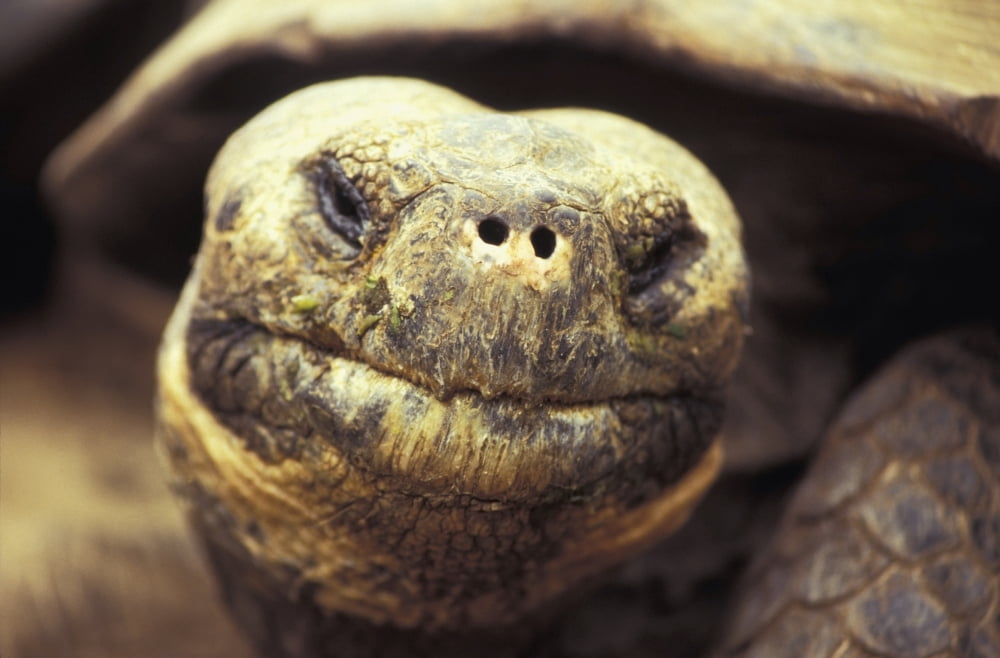 Close-Up Of Giant Tortoise Canvas Art - James Sparshatt  Design Pics (34 x 22)