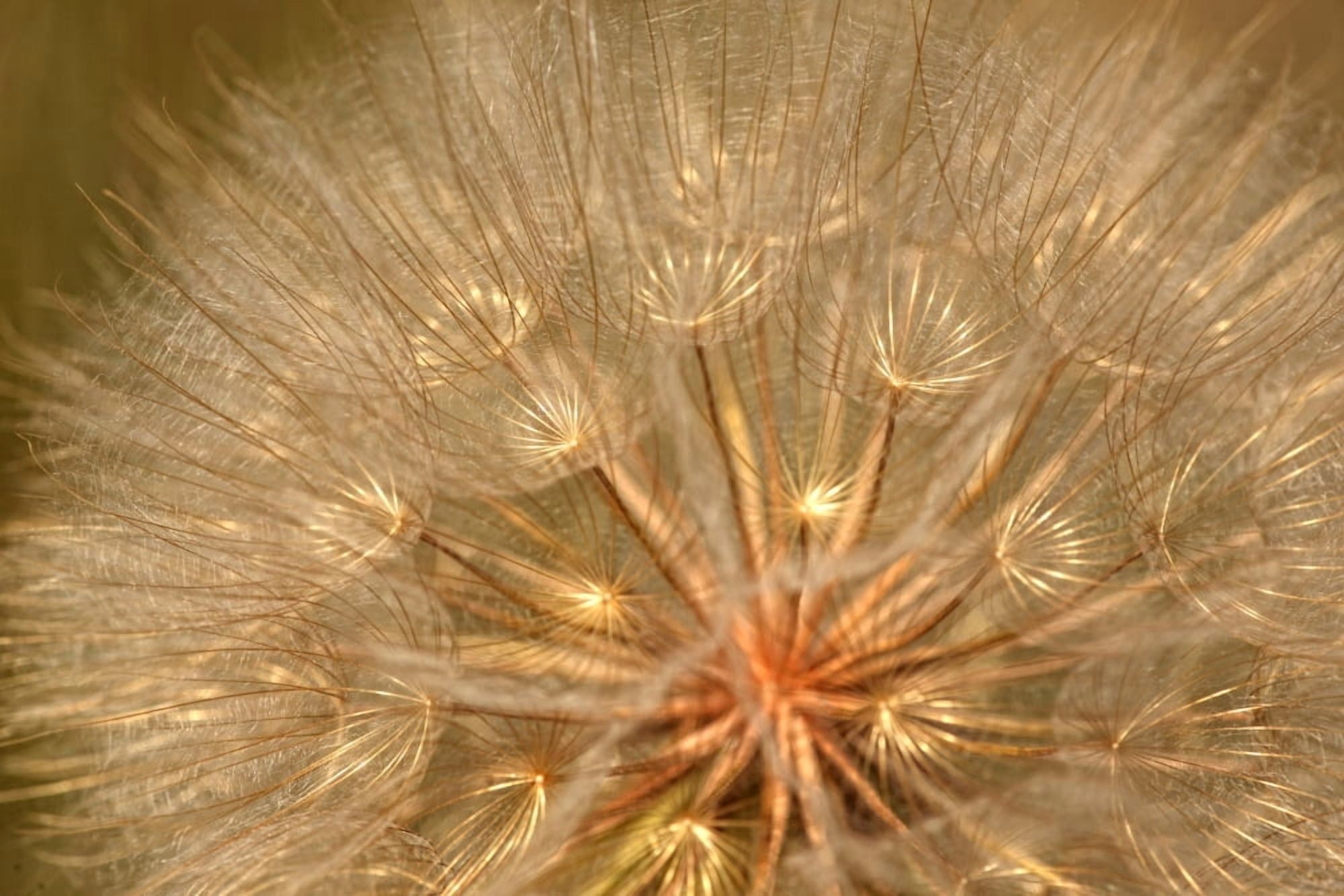 Close-Up Of Goats Beard Saskatchewan Canvas Art - Robert Postma Design Pics (17 x 11)