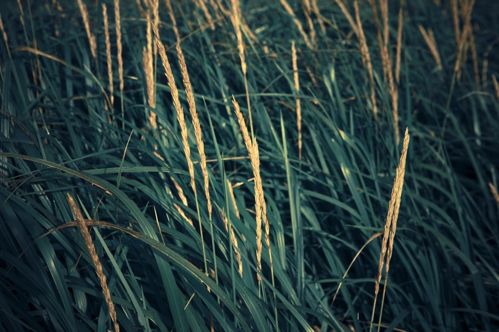 Close Up Of Grass Along Old Womens Bay Kodiak Island Southwest Alaska Fall Canvas Art - Kevin Smith  Design Pics (36 x 24)
