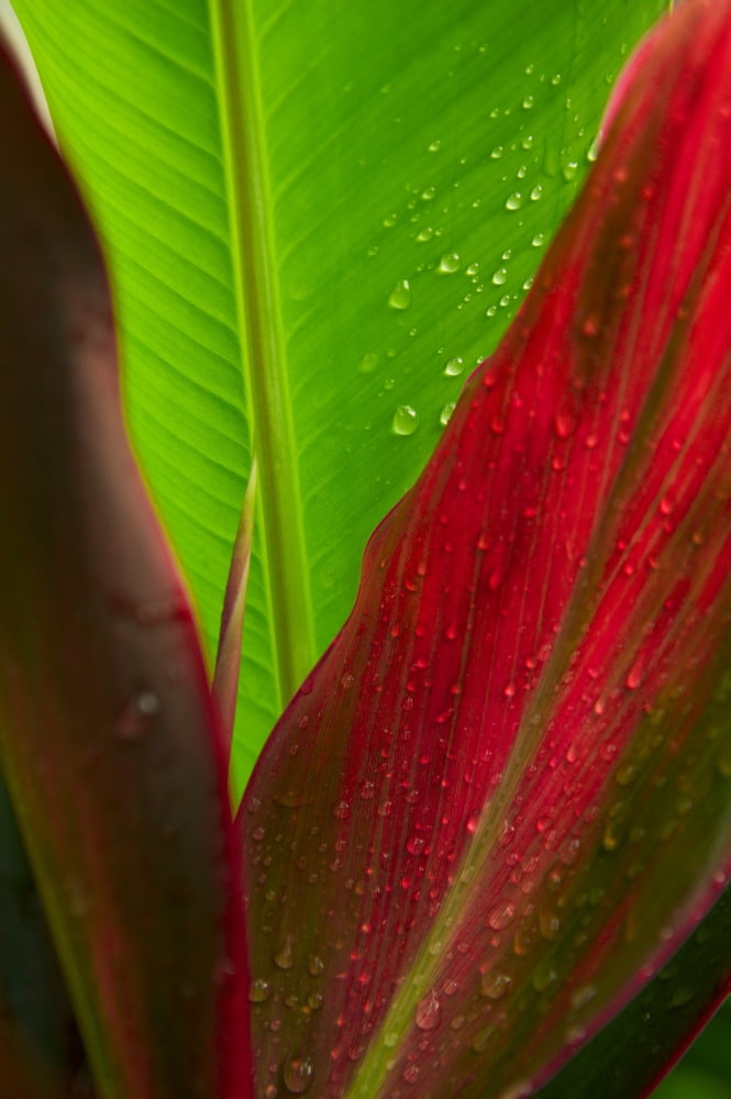 Close-Up Of Green And Red Ti Plants (Cordyline Terminalis) Canvas Art - Dana Edmunds Design Pics (24 x 36)