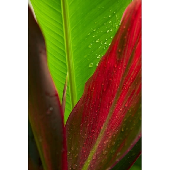 Close-Up Of Green And Red Ti Plants Poster Print