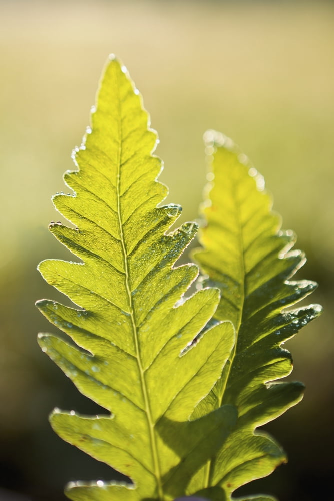 Close-Up Of Green Ferns Saint-Remi-De-Tingwick Quebec Canada Canvas Art - Yves Marcoux Design Pics (12 x 18)