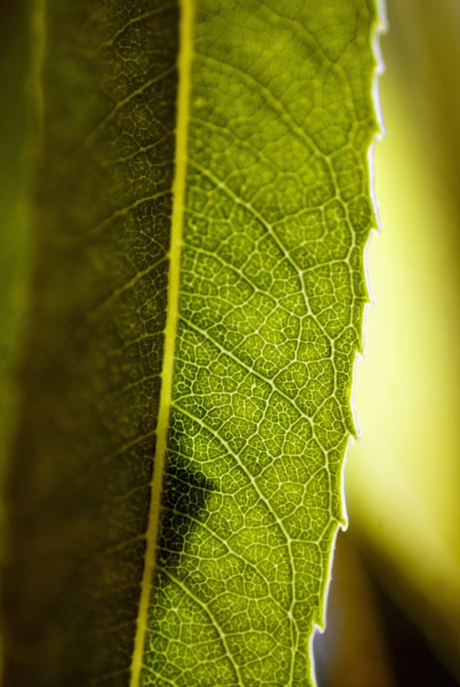 Close-Up Of Green Leaf Detail Of Veins Canvas Art - Ray Laskowitz Design Pics (11 x 17)