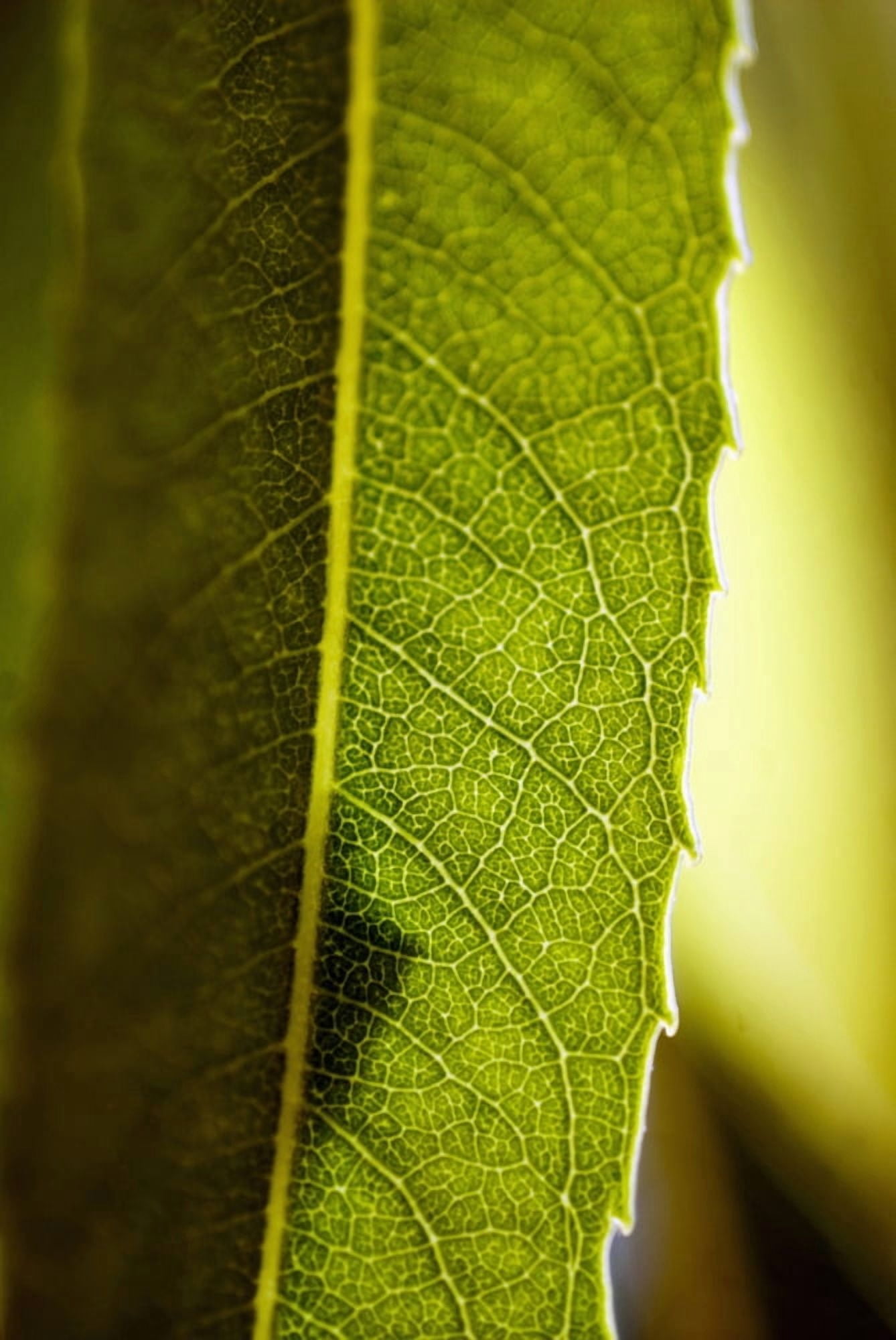 Close-Up Of Green Leaf Detail Of Veins Canvas Art - Ray Laskowitz Design Pics (22 x 34)