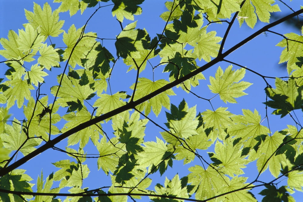 Close-Up Of Green Leaves On Maple Tree Against Blue Sky Sunlight Creates Shadows Canvas Art - Greg Vaughn Design Pics (38 x 24)