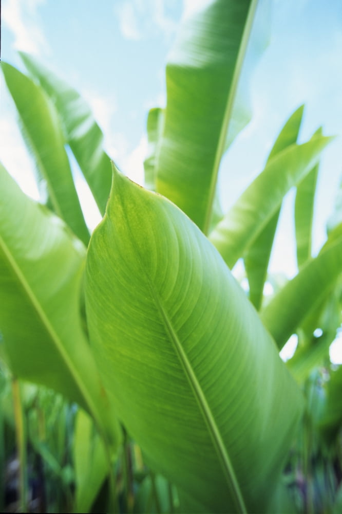 Close-Up Of Green Leaves With Soft Blue Sky Behind Canvas Art - Carl Shaneff Design Pics (11 x 17)