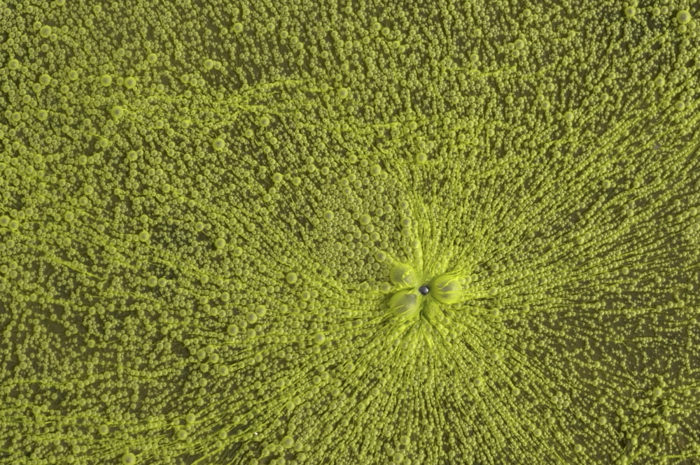 Close-Up Of Green Slime On Pond Hawk Island Georgian Bay Ontario Canada Canvas Art - Peter Van Rhijn Design Pics (34 x 22)