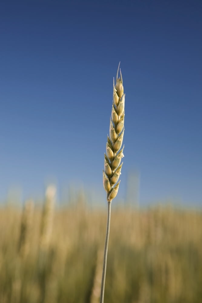 Close-Up Of Green Wheat Stalk Alberta Canada Canvas Art - Michael Interisano Design Pics (12 x 18)