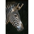 thumbnail image 1 of Close-Up Of Grevys Zebra  Head In Profile Against A Black Background; Cabarceno  Cantabria  Spain by Nick Dale / Design, 1 of 1