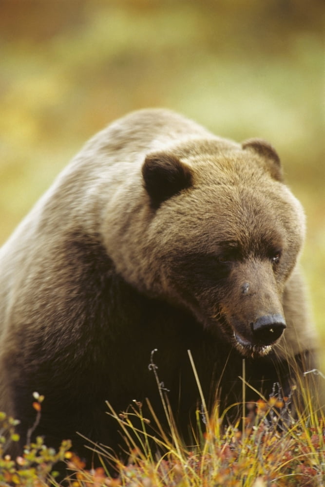 Close Up Of Grizzly Eating Berries Denali Np Alaska Fall Canvas Art - Harry M Walker Design Pics (22 x 34)