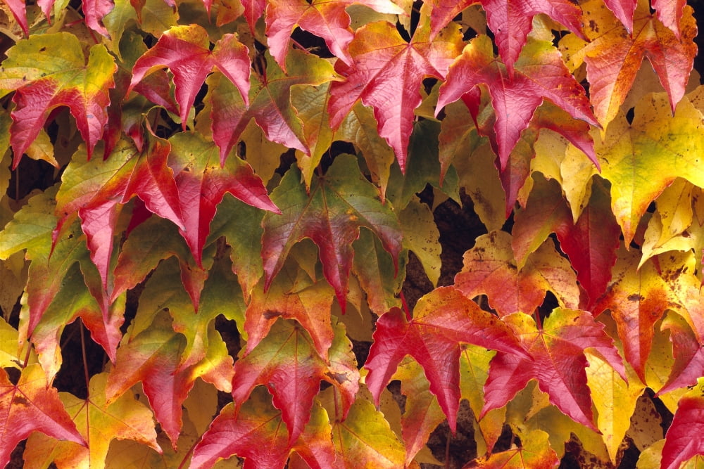 Close-Up Of Group Of Fall Colored Ivy Growing Together Canvas Art - Rita Ariyoshi Design Pics (19 x 12)